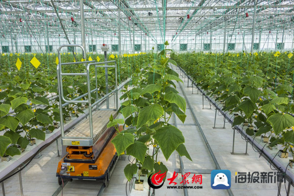 惠民县麻店镇坚持科创驱动，创优四大平台，全力构建农业优、农村美、农民富的新时代乡村振兴示范园地