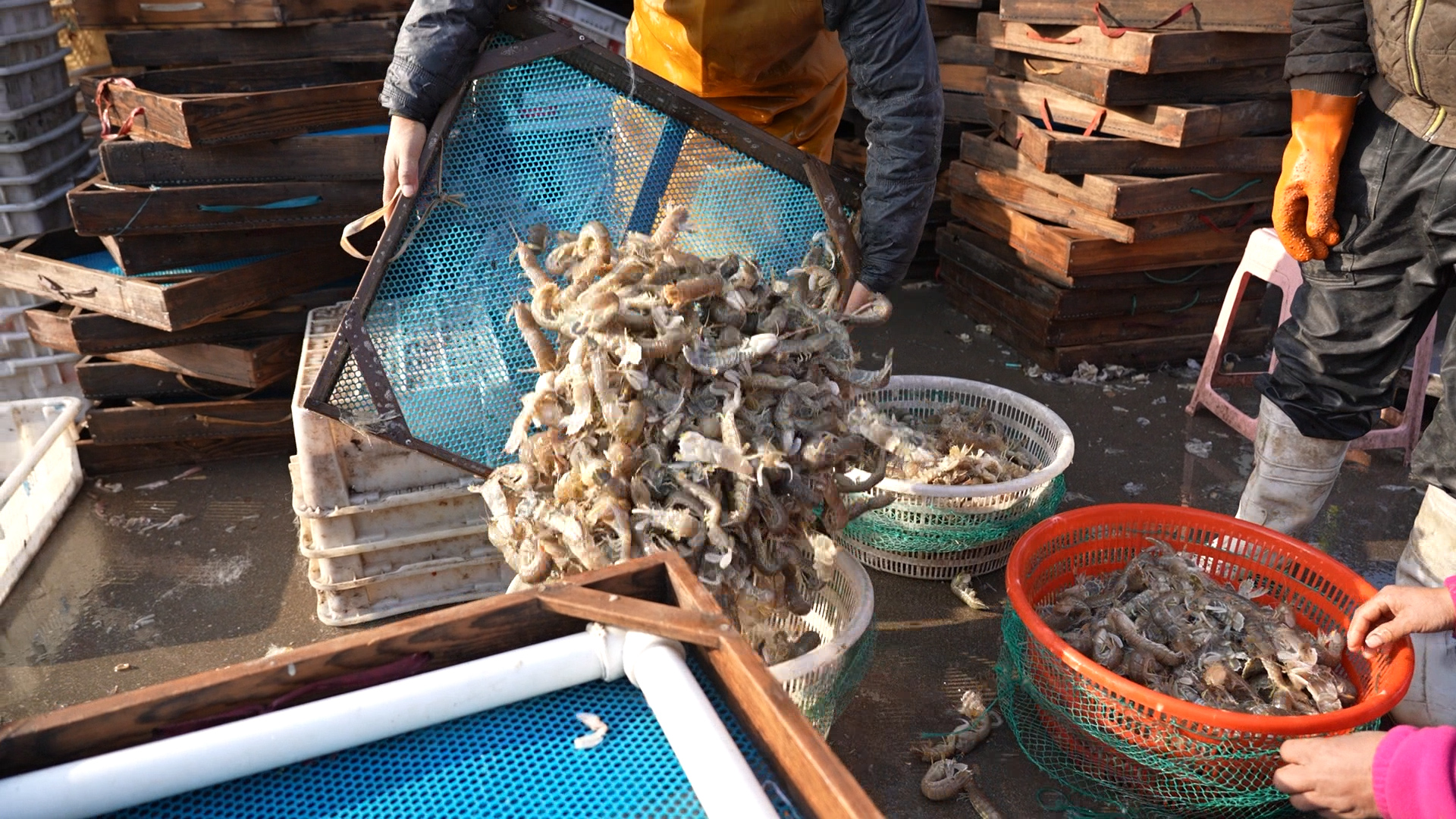 五一这个季节适合吃海鲜吗,五一是吃什么海鲜的季节