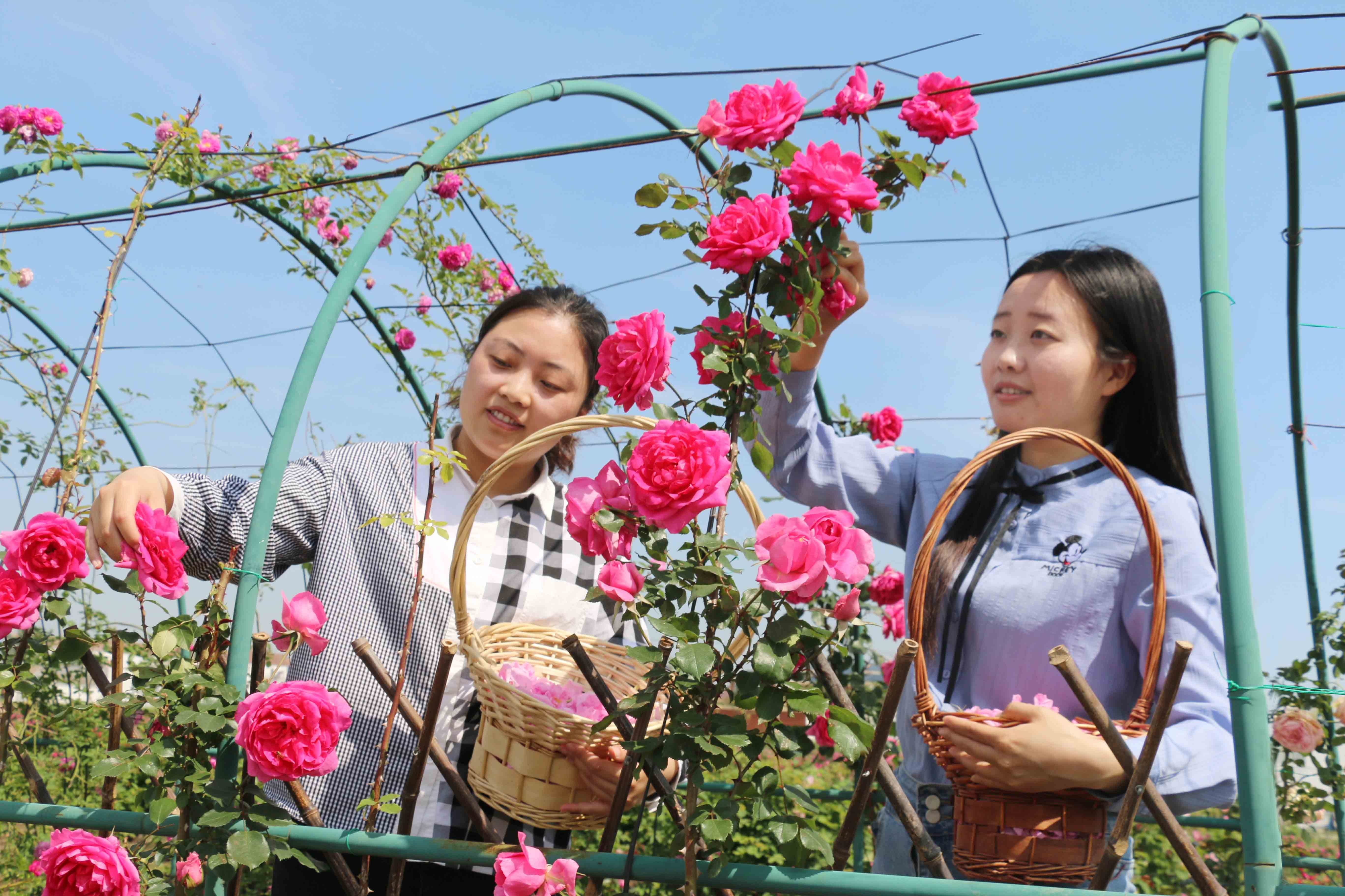 连云港助推乡村振兴工作,连云港提升动力