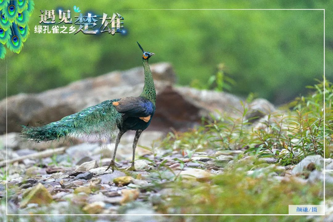 遇见楚雄绿孔雀之乡,遇见绿孔雀之乡楚雄