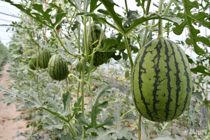 党建引领产业旺大樱桃铺就致富路,党建引领村民增收工作