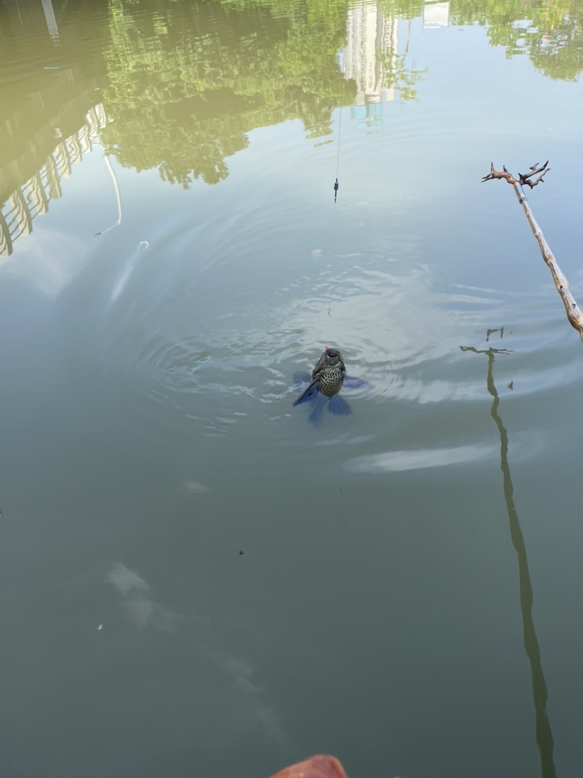 「518」小罗非垂竿自上，清道夫碳烤“美味”眼泪流