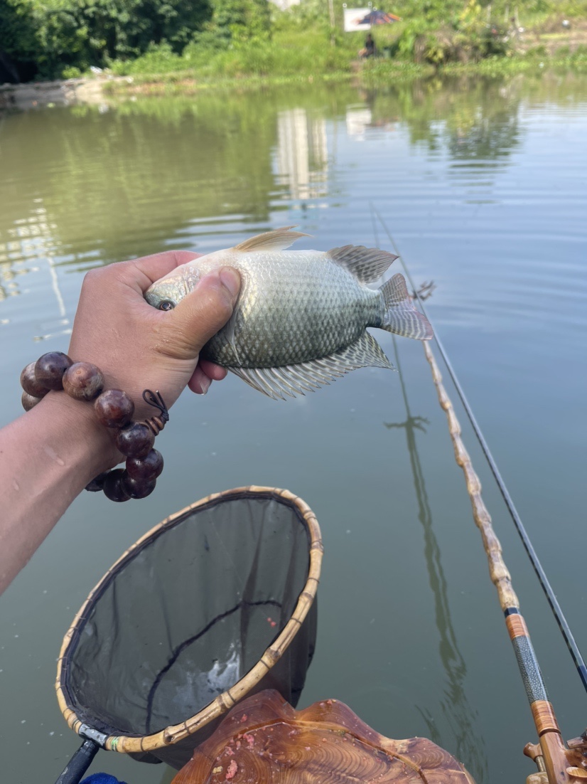 「518」小罗非垂竿自上，清道夫碳烤“美味”眼泪流