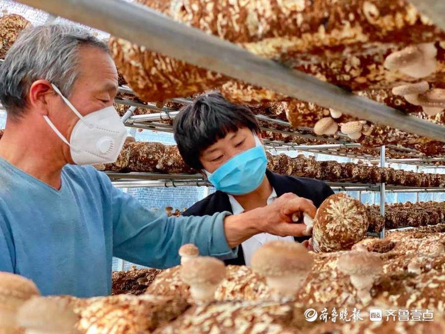 红泥崖村书记张守英,我从基层来罗杰完整版