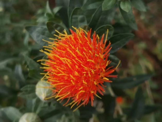 “小红花”开出好“钱”景