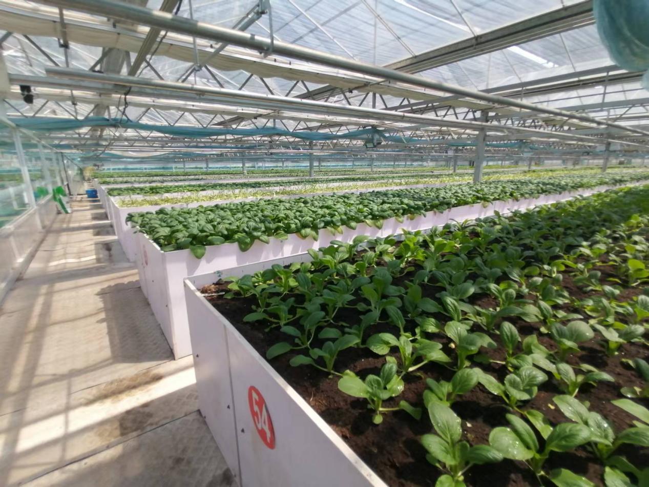 从空壳村到亿元村,从空心到振兴的蝶变之源