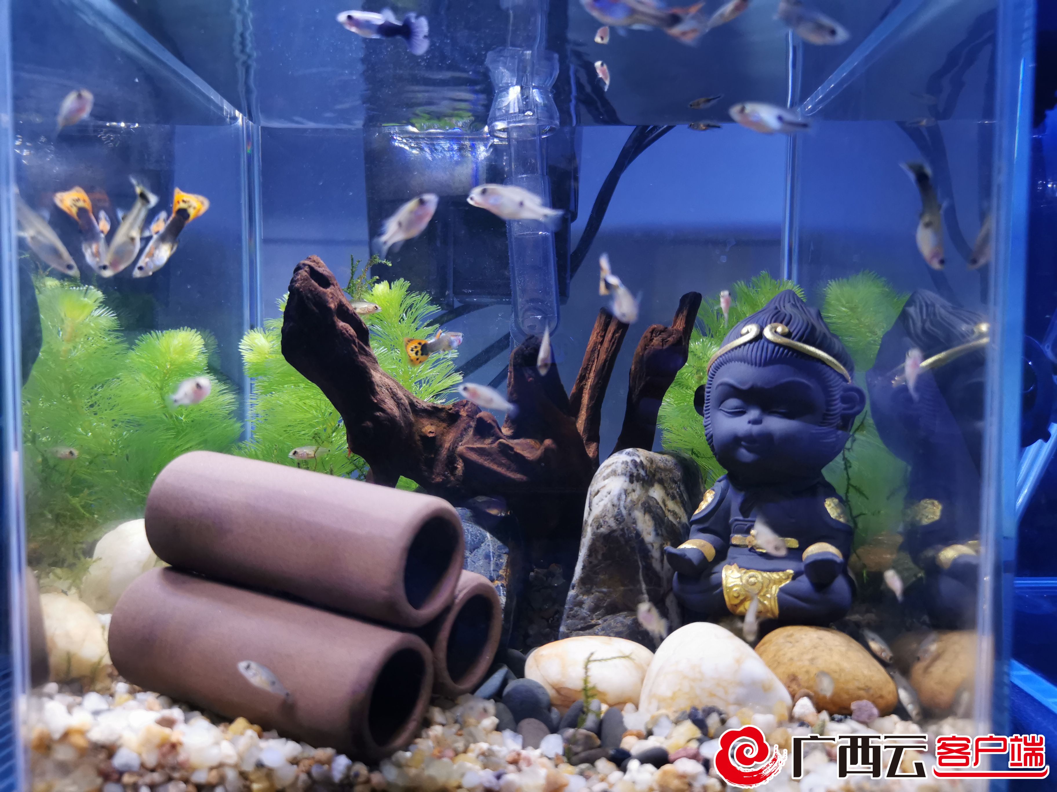 养猫年轻人越来越多了,养狗养猫养鱼