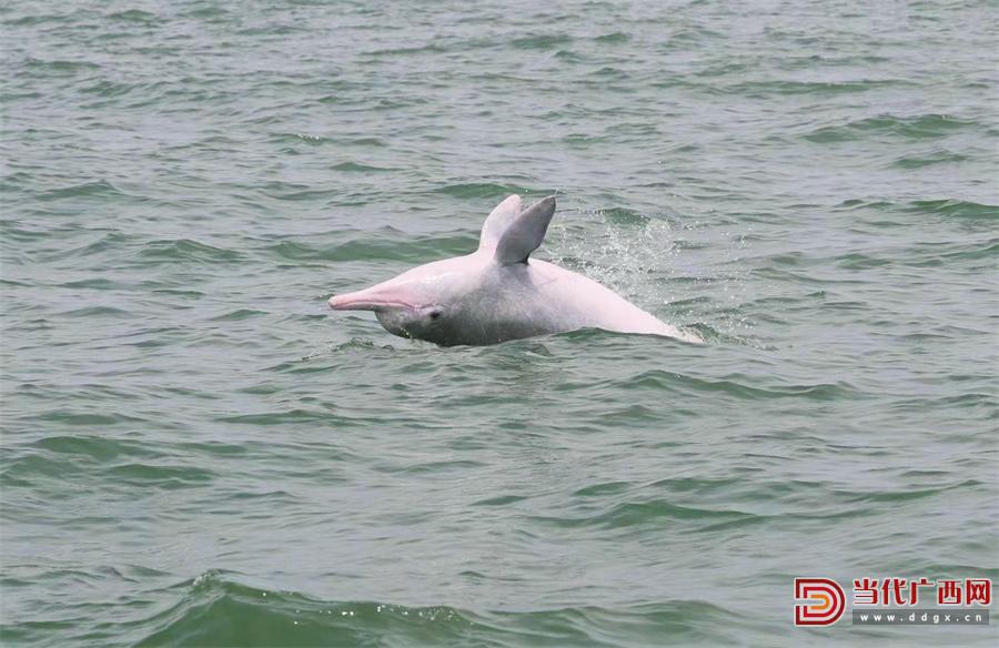 5000公里，守护“北部湾的微笑”