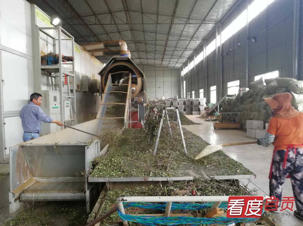 花椒采摘节助推乡村振兴,花椒产业撑起乡村振兴一片天