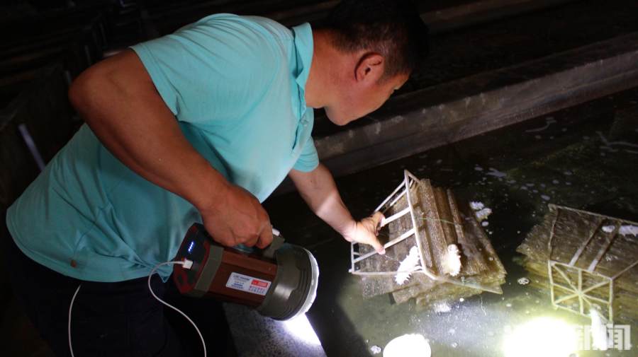 好参鲜食海参,海参价格一览表2022年光参