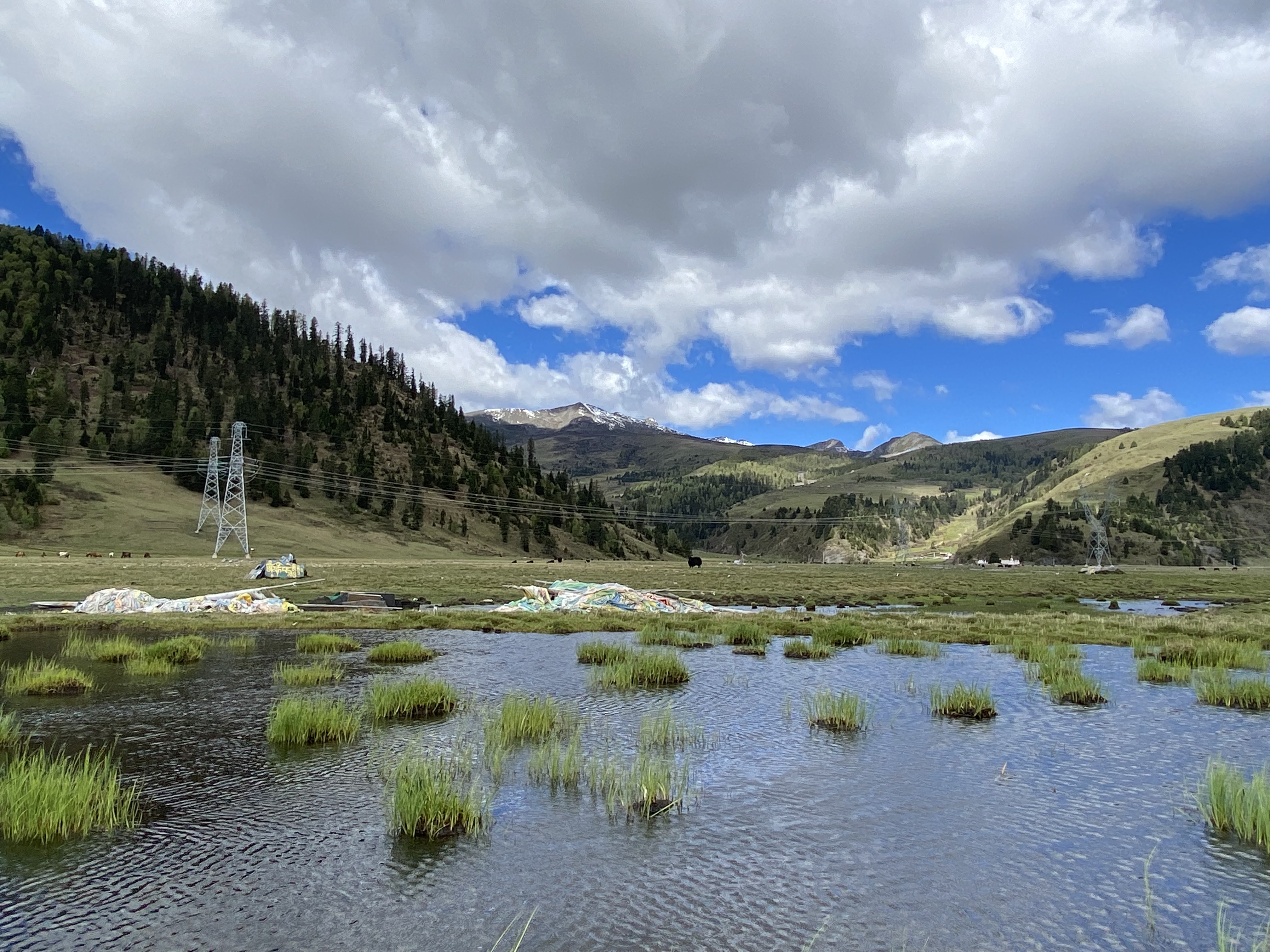 茶马古道上又传来马帮的驼铃声,茶马古道茶叶香