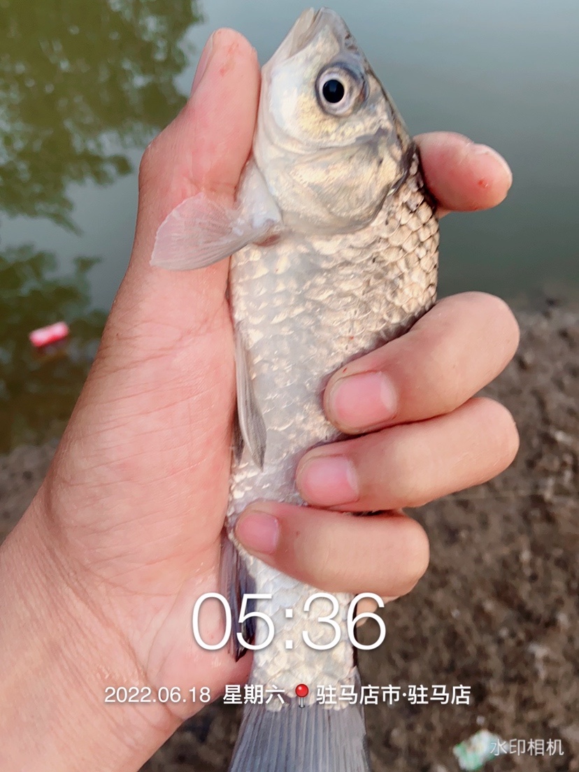 「618」清晨感受雨露清凉，迟来的鲫妹成为收杆鱼