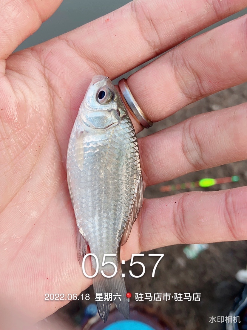 「618」清晨感受雨露清凉，迟来的鲫妹成为收杆鱼