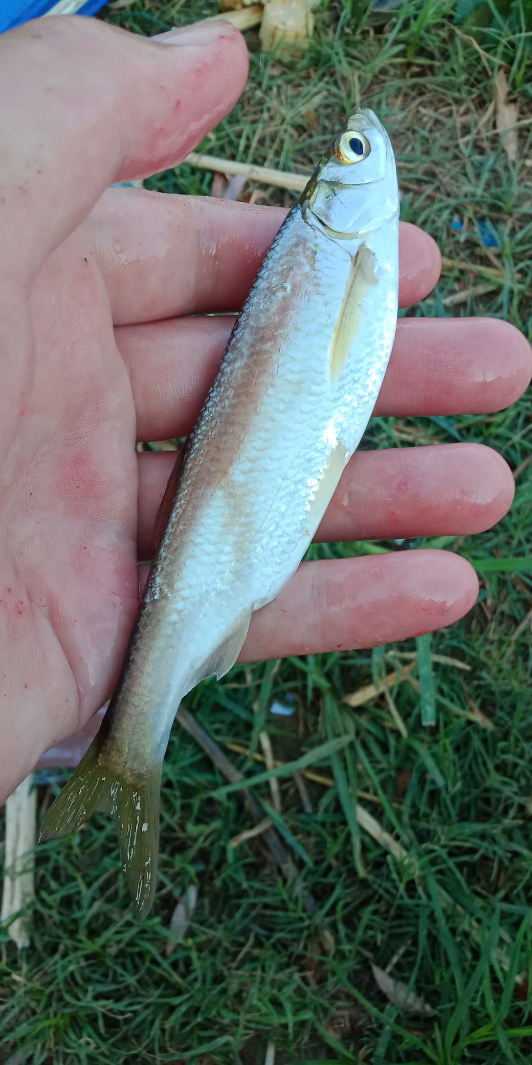 浑身亮甲如新衣，一生靓仔它美气