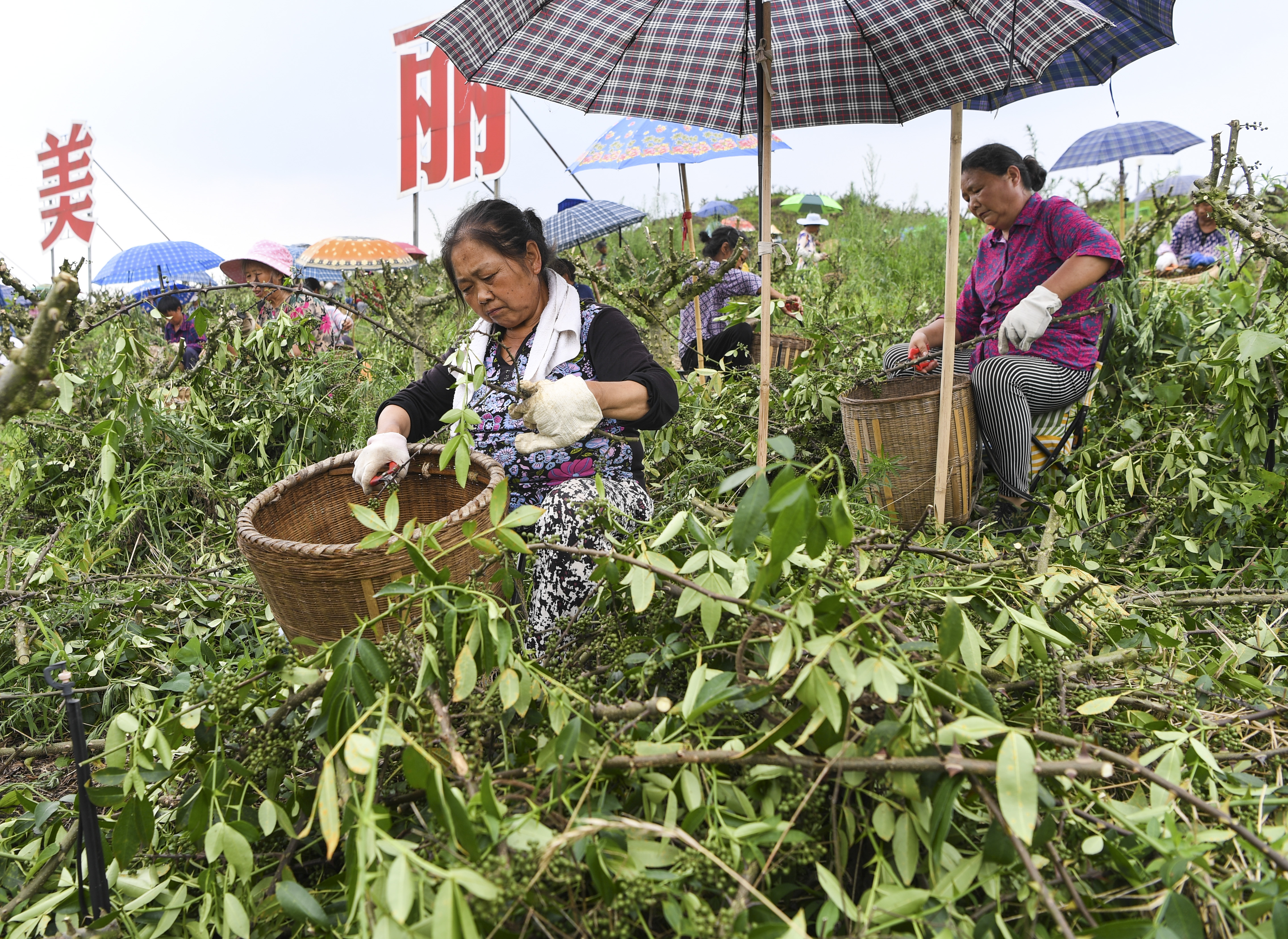 （新华全媒+）“小花椒”种出“大产业”