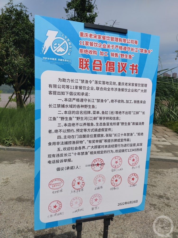 长江最大中华鲟鱼,中华鲟淡水鱼类