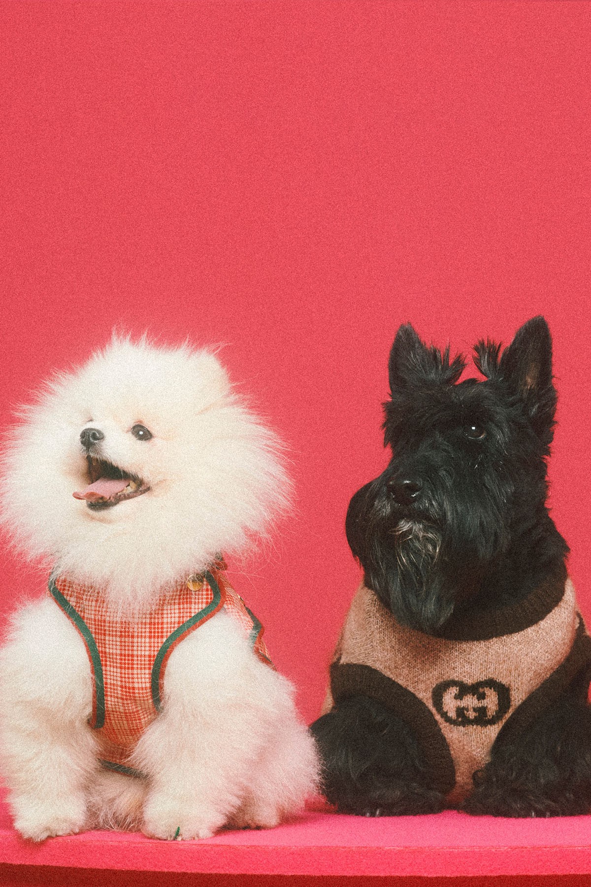 gucci狗狗系列,gucci最新款大狗