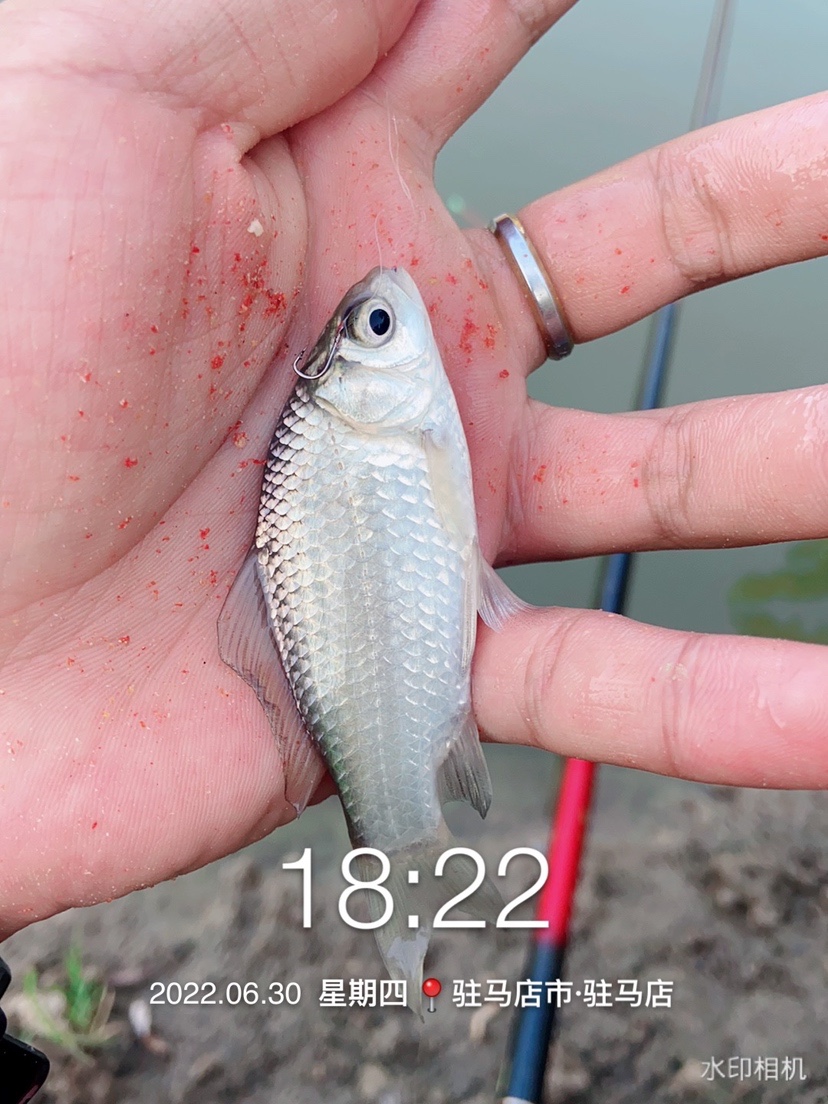 奶鲫连竿田螺闹,喜获板鲫把盆爆