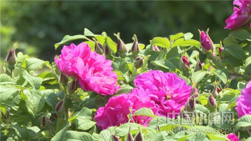 潍坊玫瑰种植基地,玫瑰种植基地风景