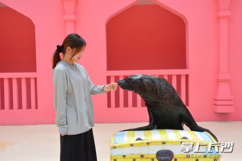 与袋鼠握手，与狮子共餐……长沙又添网红打卡点