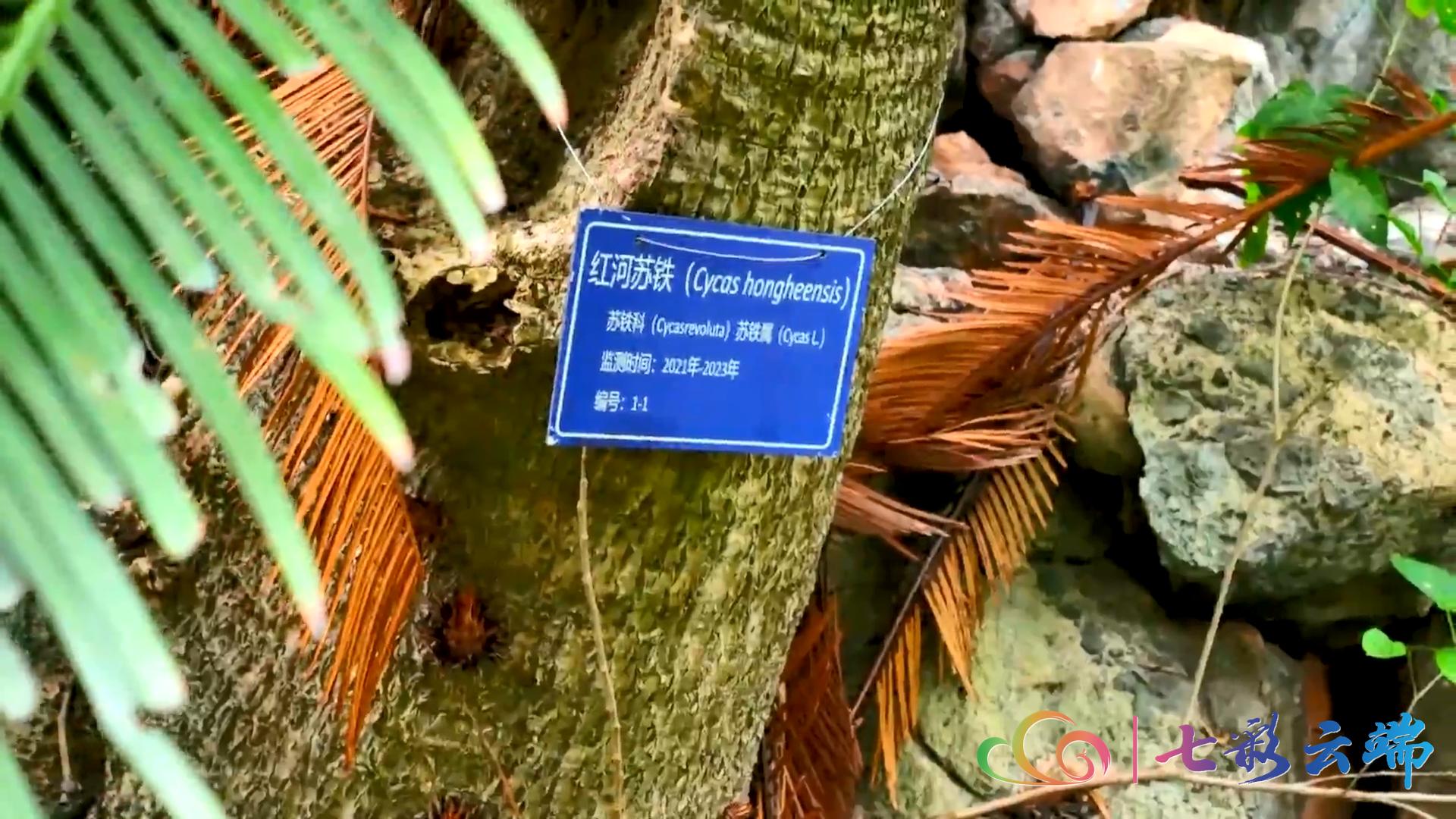 罕见！大围山红河苏铁雌雄花同季绽放