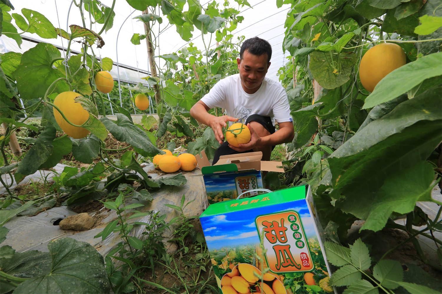 灵川县公平乡：生态转型“转”出助农增收新路子
