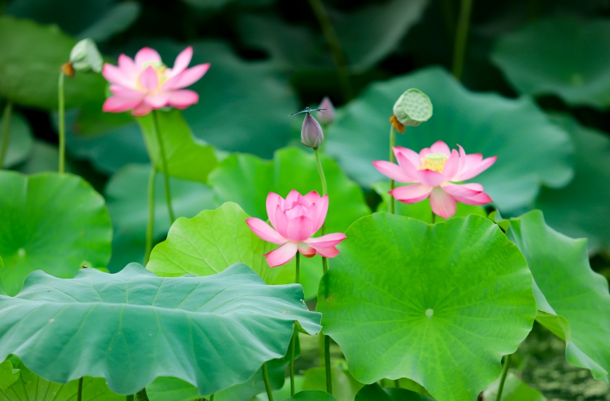 苏州赏花旅游攻略一日游,苏州花海旅游攻略