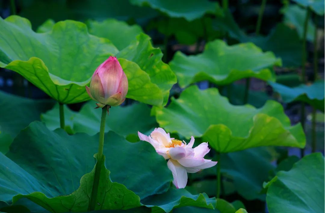 苏州赏花旅游攻略一日游,苏州花海旅游攻略