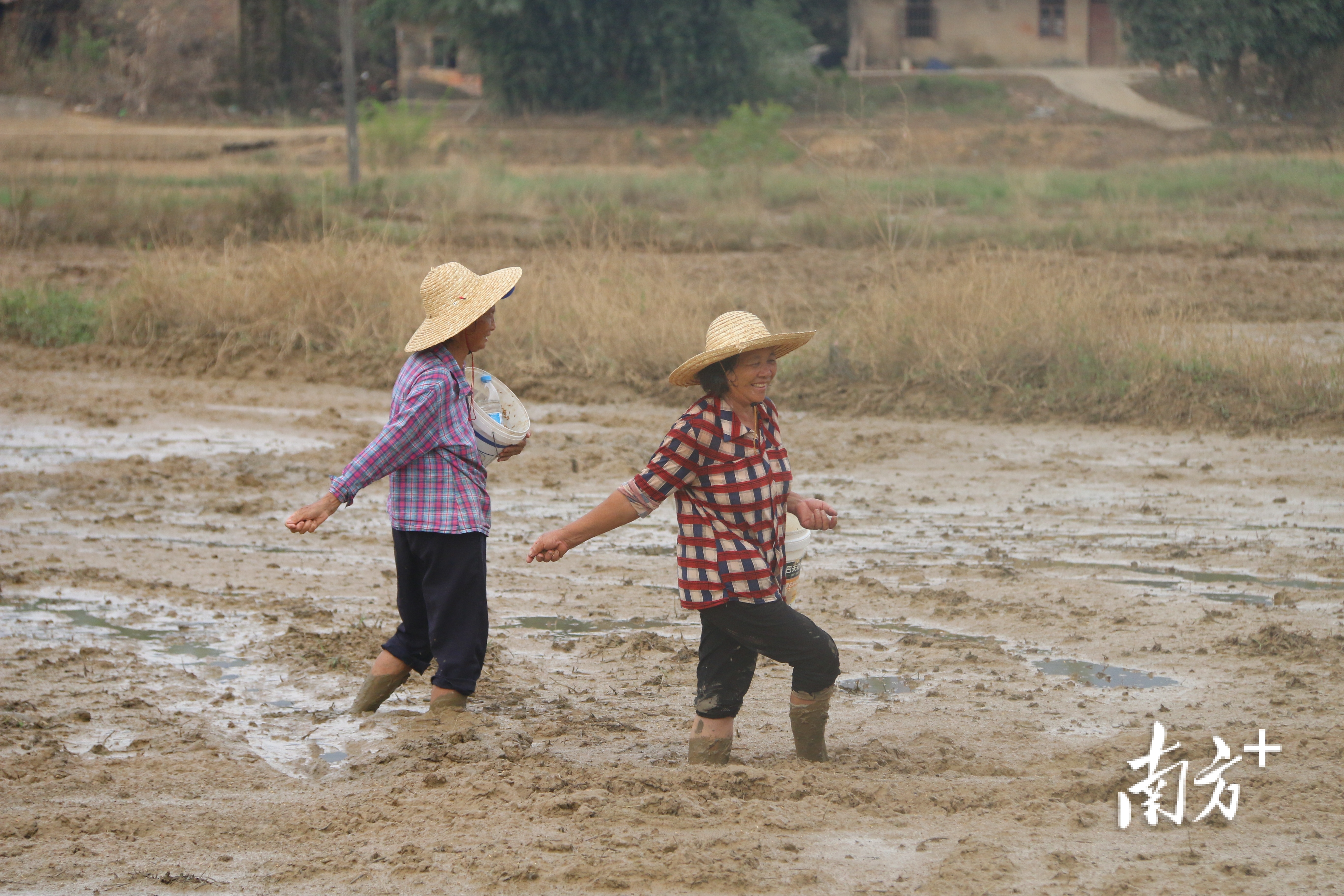晚稻插秧,多措并举促进水稻产业转型升级