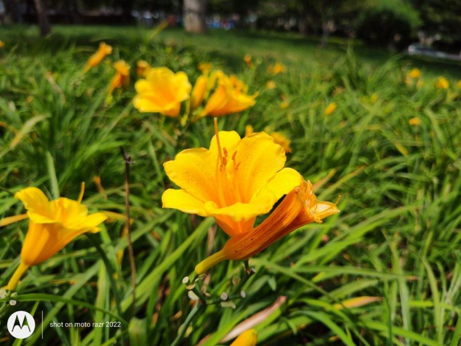 折叠屏motorazr2022款,motorazr折叠屏手机4999