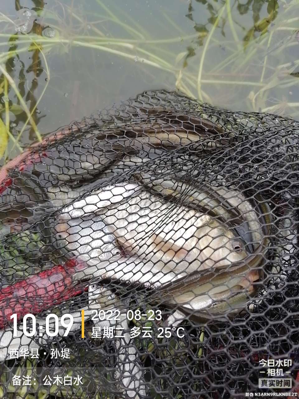 8月里面的鱼怎么钓,钓位选什么鱼最好