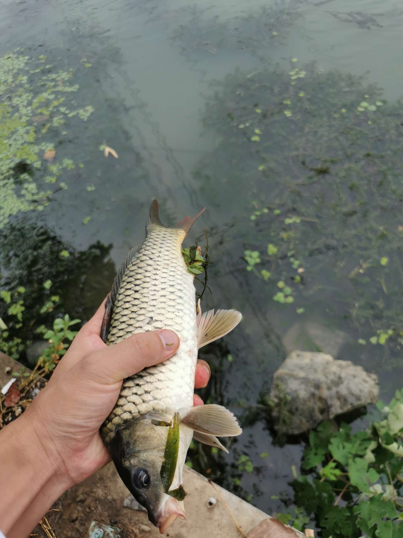 「浮钓2095」2095初显成效！野钓、黑坑果然通杀