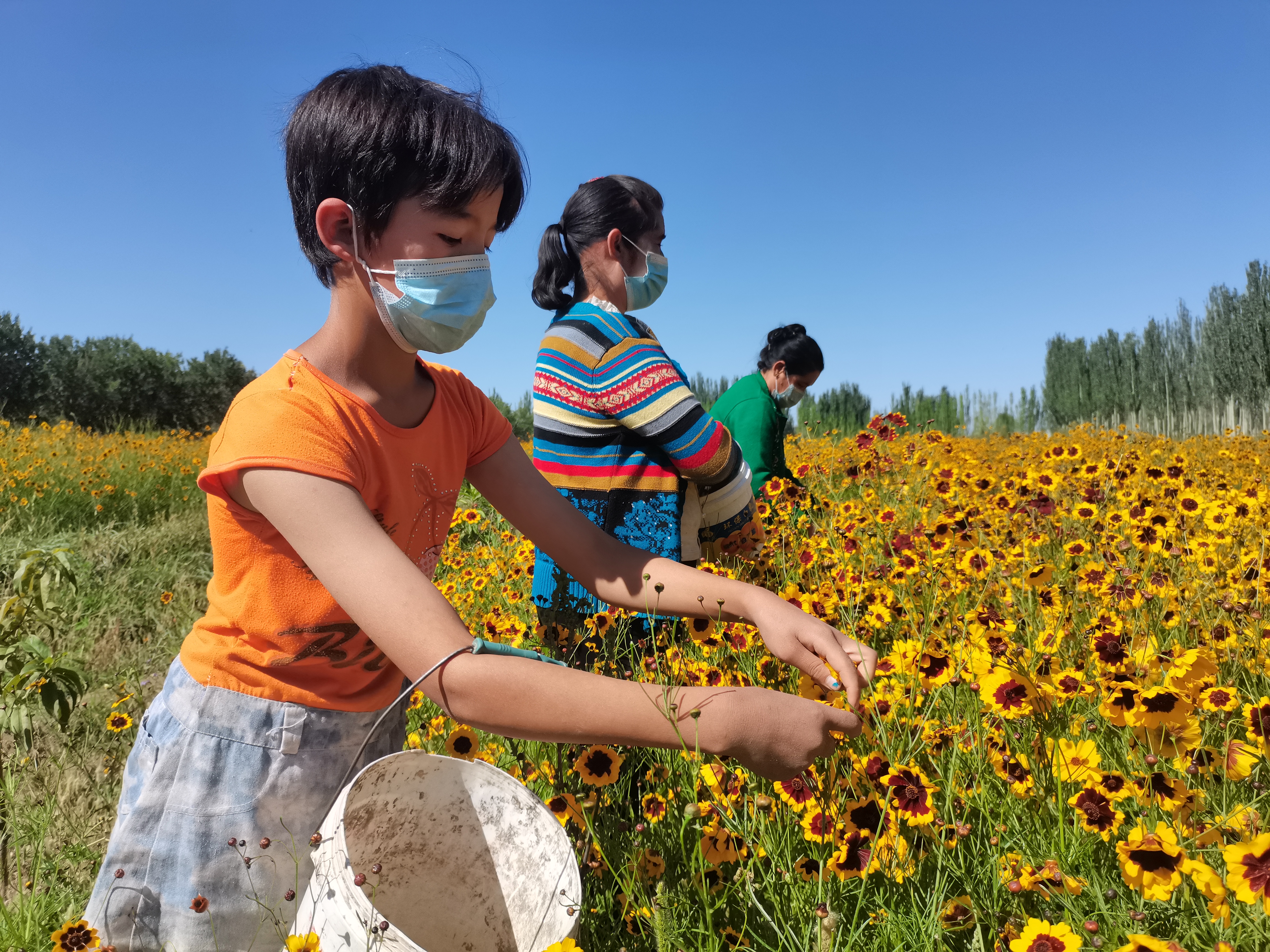 昆仑雪菊是昆仑山上的菊花吗,昆仑雪菊长飞蛾