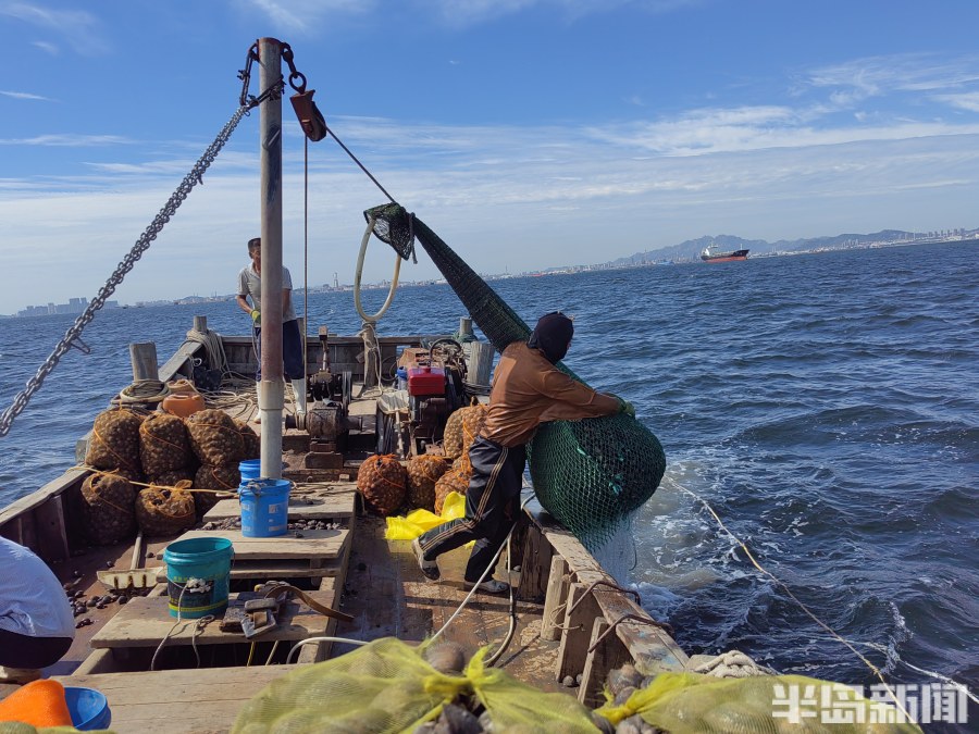 桂东出海记丨猛子将，海底捞！高风险，水上漂！好宝贝，浪里淘！揭秘胶州湾深潜捕捞者