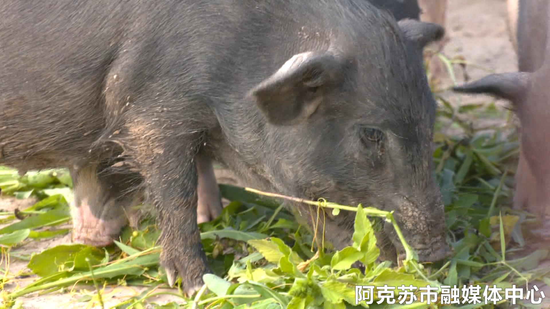乡村振兴金稻飘香,乡村振兴芝麻开花节节高