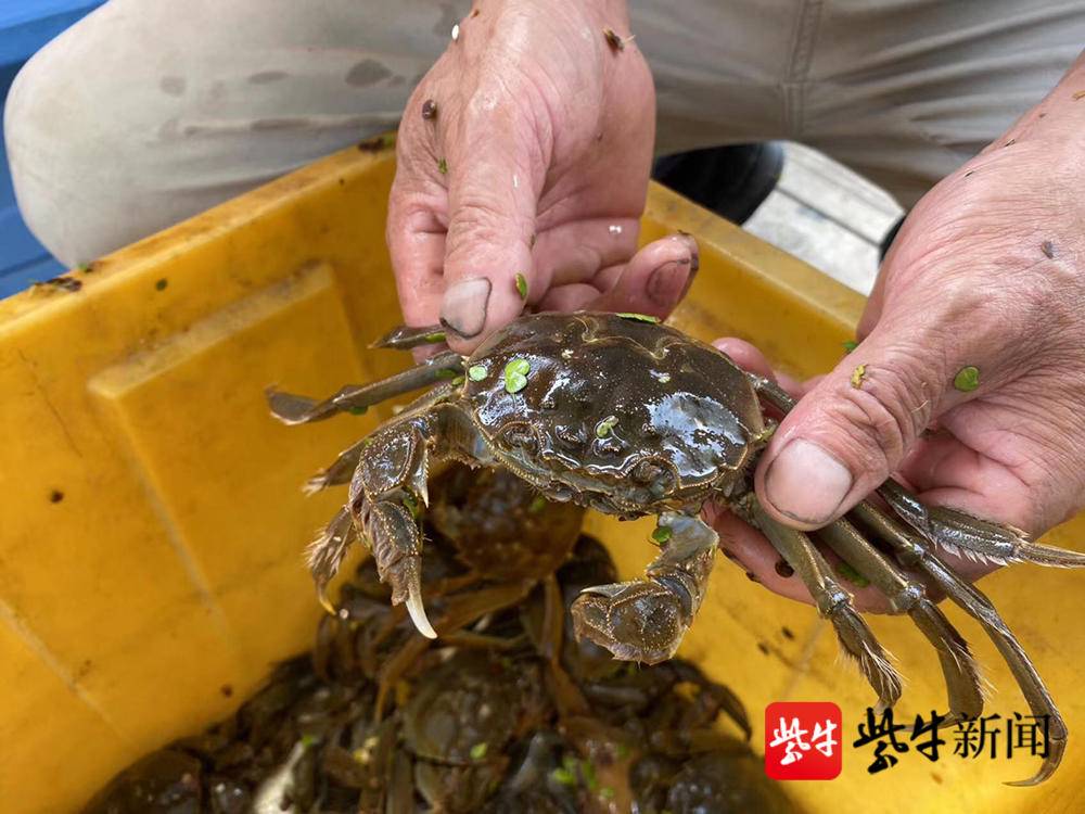 今年阳澄湖大闸蟹价格是升还是降,阳澄湖大闸蟹中秋多少钱一斤