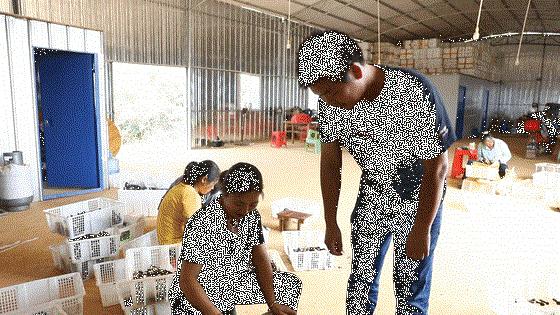 黑皮鸡枞菌产业扶贫基地,永州市江华县鸡枞菌