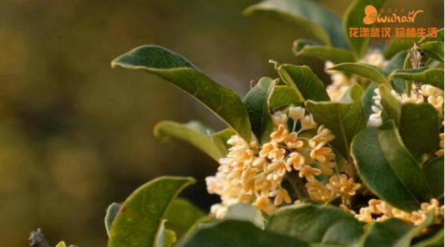 武汉花博汇花展,武汉花展最新消息