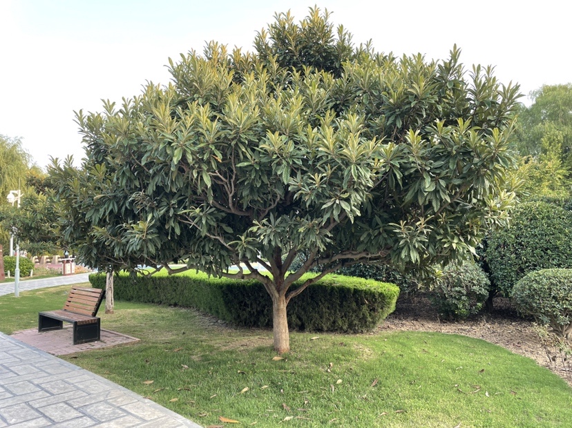 用玉米钓鱼教程,钓鱼玉米打窝技巧