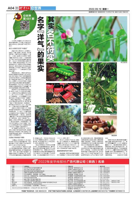 它世界第481期名字「洋气」的果实其实名不符实