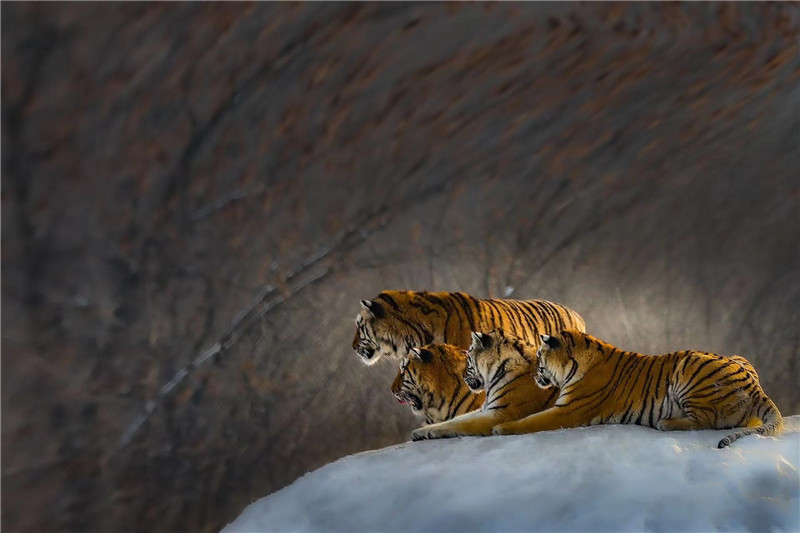 郭建华作品,郭建华北京专场