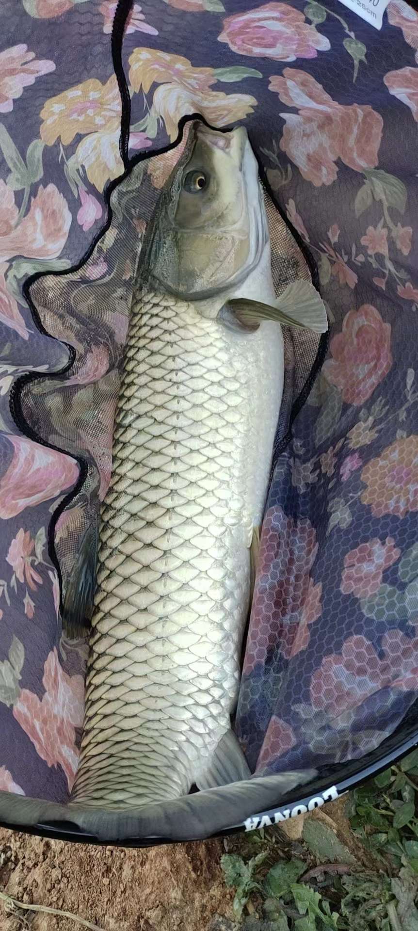 钓鱼进化史,说说那些年我的钓鱼巅峰生涯