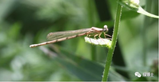 集结出列~来看上海常见的昆虫“战斗机”群