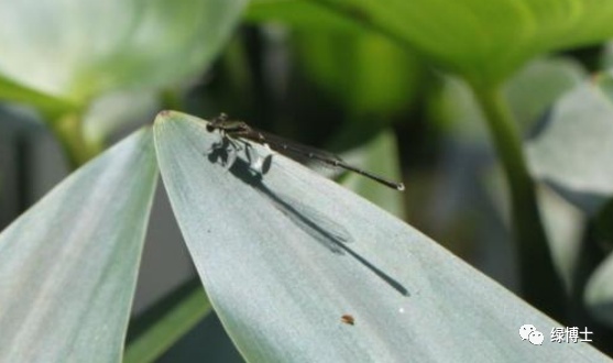 集结出列~来看上海常见的昆虫“战斗机”群