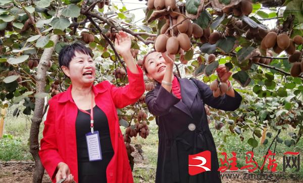 小小猕猴桃托起致富梦,小小猕猴桃