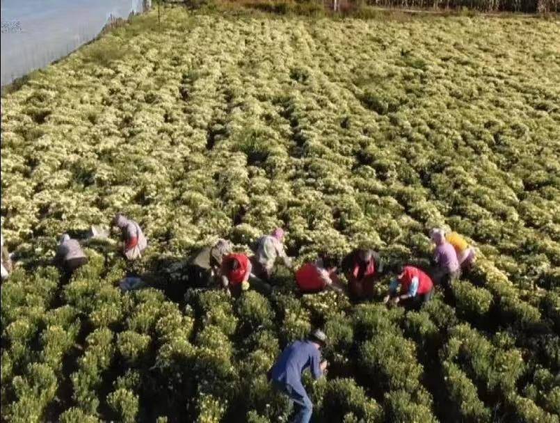 抚顺小雏菊花海,抚顺小雏菊