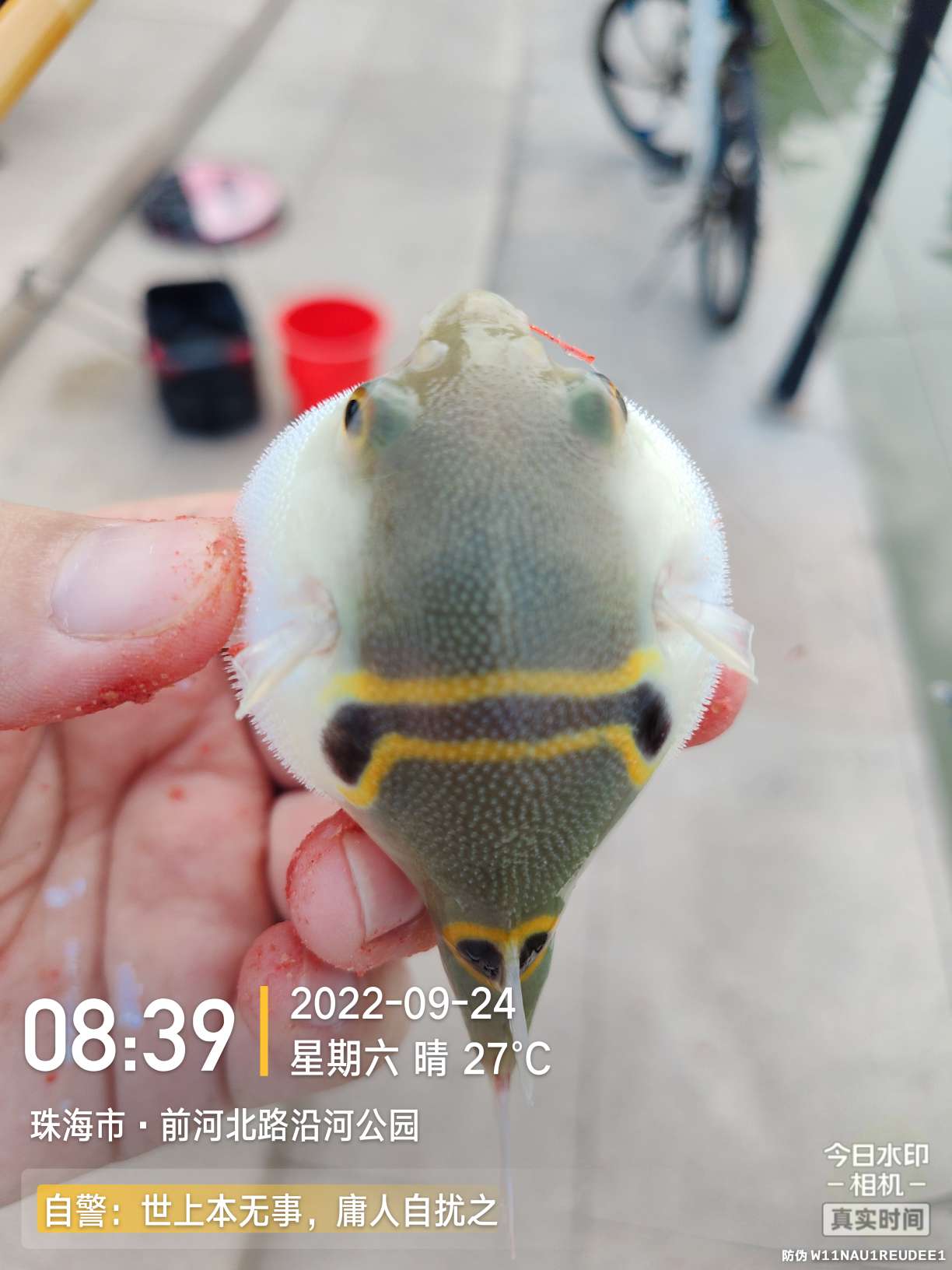 新线组,新型台钓线组