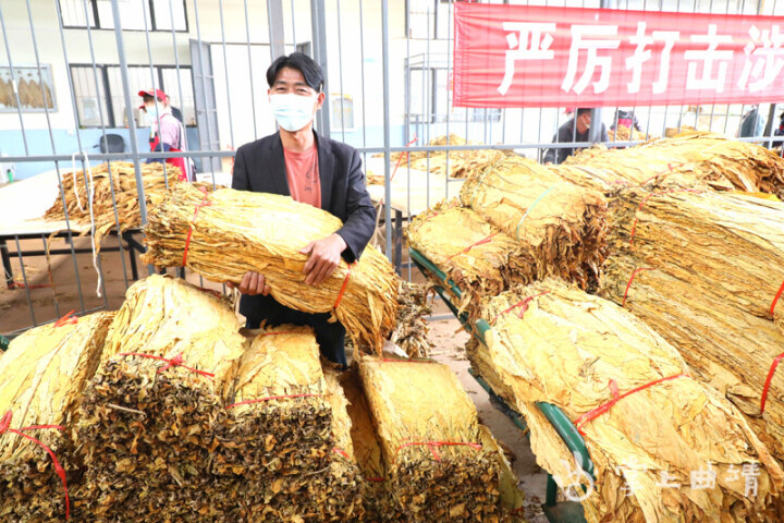 麒麟区东山镇：1.49亿元“黄金叶”铺就群众致富路