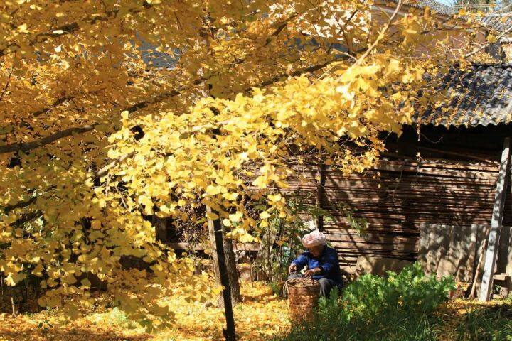 昆明最美的秋天,别眨眼带你看花海
