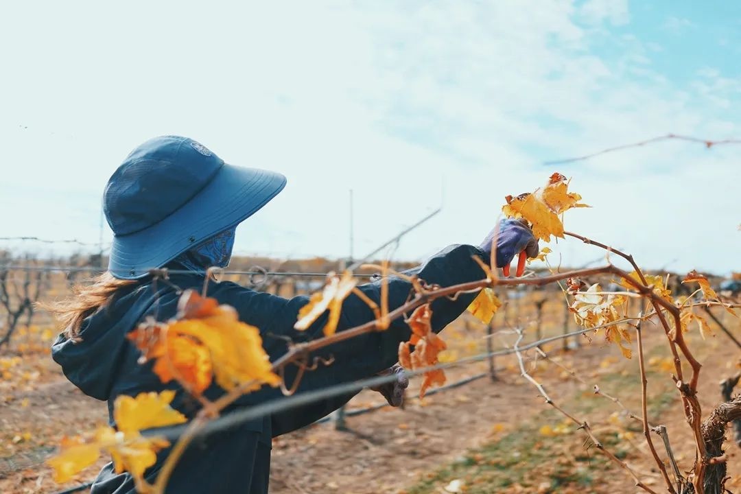 澳大利亚摘葡萄一个月能挣多少钱,澳大利亚农场打工女孩